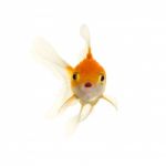 Gold Fish Stock Photo