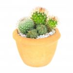 Cactus On Isolated Background ( Cereus Hexagonus Mill ) Stock Photo