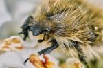 Shaggy Chafer Stock Photo