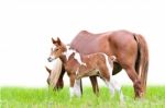 Mare And Foal With Brown White Stock Photo