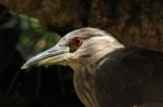 Night Heron Stock Photo