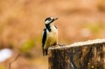 Great Spotted Woodpecker On A Stump Stock Photo