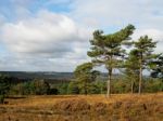 View Of The Ashdown Forest In Autumn Stock Photo