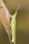 Green Grasshopper (pyrgomorpha Conica) Stock Photo