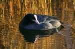 Coot Bathed In Golden Reflections Stock Photo