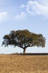 Lonely Tree Stock Photo
