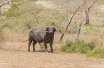 African Buffalo In Serengeti Stock Photo