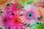 Gerbera Colorful Flowers Stock Photo