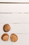 Clam Seashells On White Wood Stock Photo