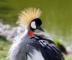 The Portrait Of The Beautiful East African Crowned Crane Stock Photo