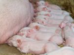 Momma Pig Feeding Baby Pigs Stock Photo