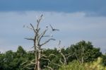 Grey Herons (ardea Cinerea) Perched On A Dead Tree Stock Photo