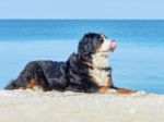 Portrait Of The Bernese Mountain Dog Stock Photo