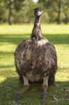 Emu In The Outdoors During The Day Stock Photo