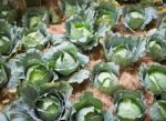 Fresh Vegetable Display In Food Festival Stock Photo