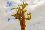 Cactus Trees In Galapagos Islands Stock Photo