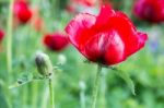 Red Corn Poppy With Flower Bud Stock Photo