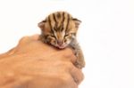 Bengal Kitten And Human Hand Stock Photo