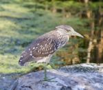Isolated Photo Of A Funny Black-crowned Night Heron Standing On A Rock Stock Photo