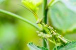 Jeweled Flower Mantis Or Indian Flower Mantis Stock Photo