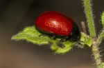 Red Poplar Leaf Beetle Stock Photo