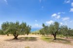 Orchard With Olive Trees At Sea In  Greece Stock Photo