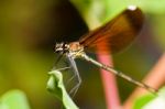 Copper Demoiselle Insect Stock Photo