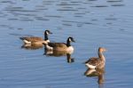 Greylag Goose And Canada Geese At Weir Wood Reservoir Stock Photo
