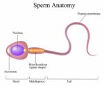 Structure Of A Sperm Cell Stock Photo