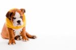 English Bulldog Puppy Stock Photo