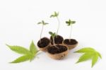 Baby Cannabis Growing Plant Green Leaves Stock Photo