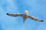 Common Seagull (larus Larus) In Flight Stock Photo