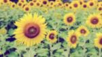 Vintage Style Blur Background Of The Sunflower Stock Photo