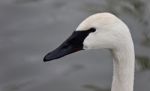 Picture With A Trumpeter Swan Swimming In Lake Stock Photo