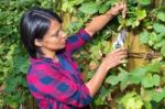 Young Woman Pruning Grape Branch In Autumn Stock Photo