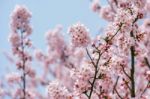 Cherry Blossom In Spring. Spring Season Background, Sakura Season In Korea. Soft Focus Stock Photo