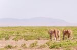 Lions In Serengeti National Park Stock Photo
