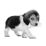 Beagle Hand Drawn Stock Photo