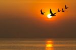 Seagulls Flying At Sunset Stock Photo
