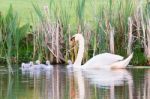 White Mother Swan Swimming With Chicks Stock Photo