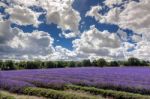 Lavender Field In Banstead Stock Photo
