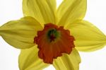 Daffodil Stock Photo