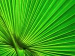 Green Palm Leaf Background Stock Photo