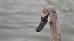 Isolated Photo Of A Trumpeter Swan Swimming Stock Photo