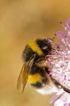 Buff-tailed Bumblebee (bombus Terrestris Subsp. Lusitanicus) Stock Photo