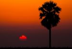 Silhouettes Of Palm Tree Against Sunset Background Stock Photo