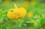 Colorful Marigold Of Nature Stock Photo