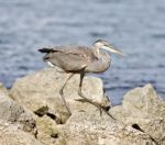 Beautiful Background With A Funny Great Heron Standing On A Rock Shore Stock Photo