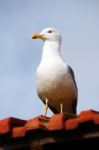 Yellow-legged Seagull Stock Photo