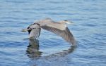 Photo Of A Flying Great Heron Stock Photo